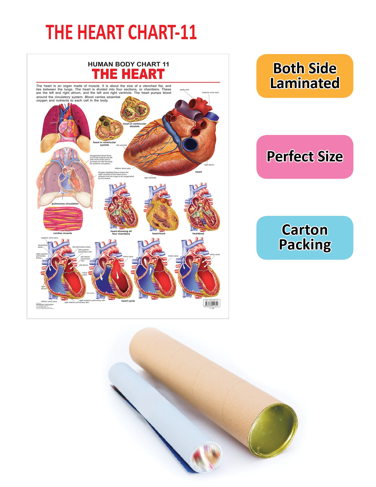 Dreamland Publications Educational Chart for Kids - The Heart | Grocsy