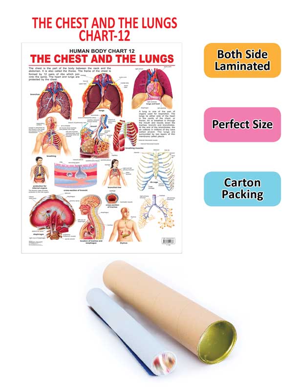 Dreamland Publications The Chest & the Lungs : Children Reference Educational Laminated Chart | Grocsy