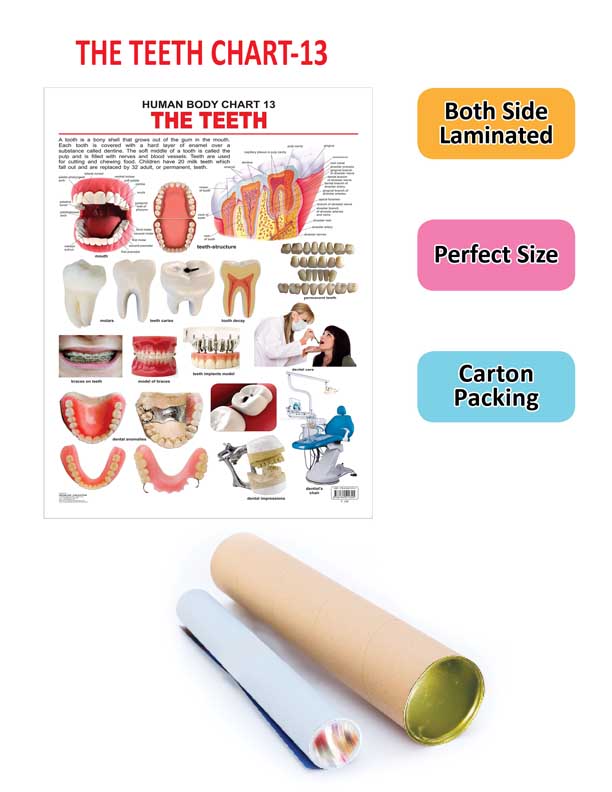 Dreamland Publications Educational Chart for Kids - The Teeth | Grocsy