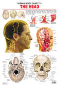 Dreamland Publications Educational Chart for Kids - The Head | Grocsy