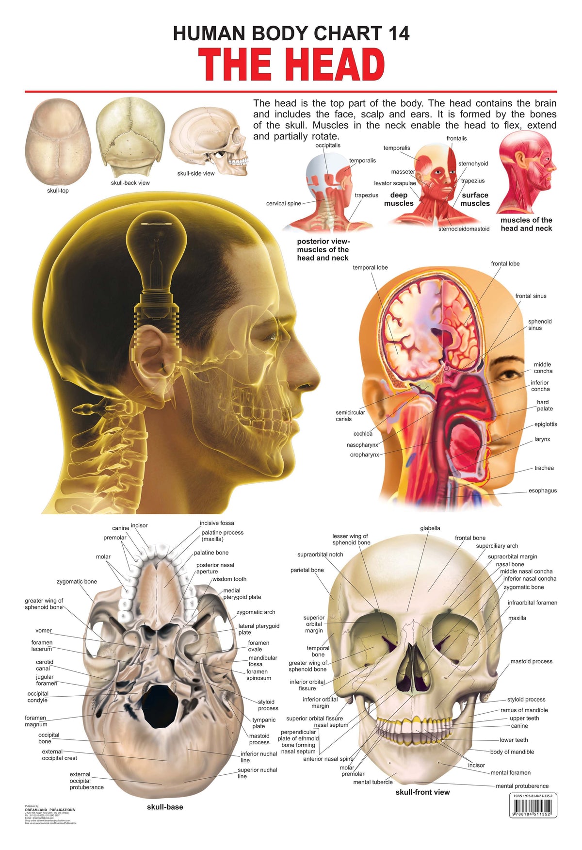 Dreamland Publications Educational Chart for Kids - The Head | Grocsy