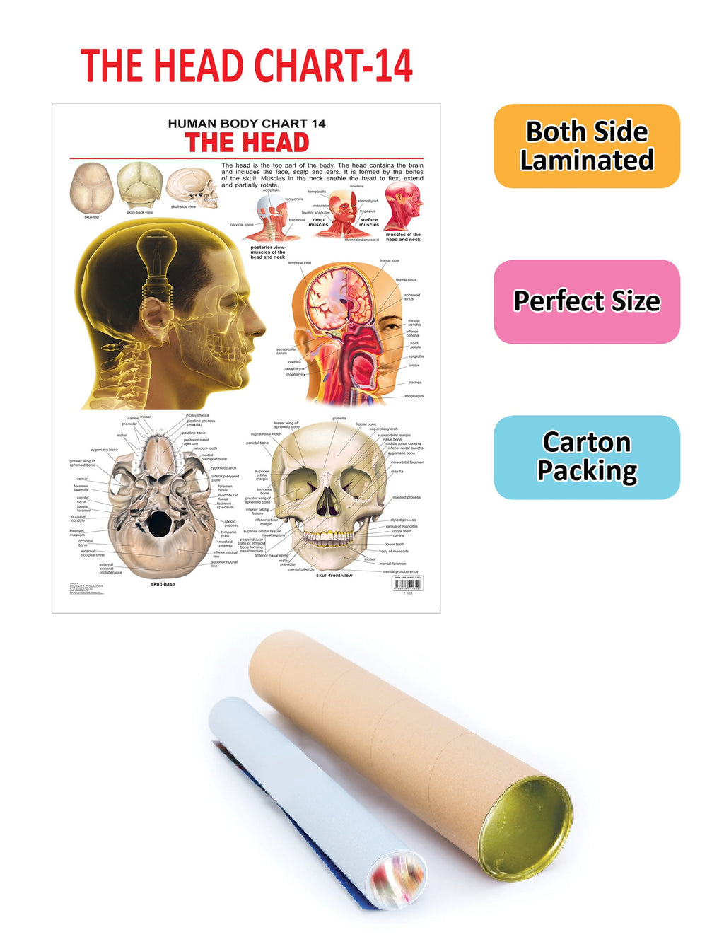 Dreamland Publications Educational Chart for Kids - The Head | Grocsy