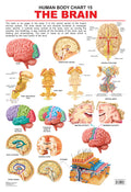 Dreamland Publications Educational Chart for Kids - The Brain | Grocsy