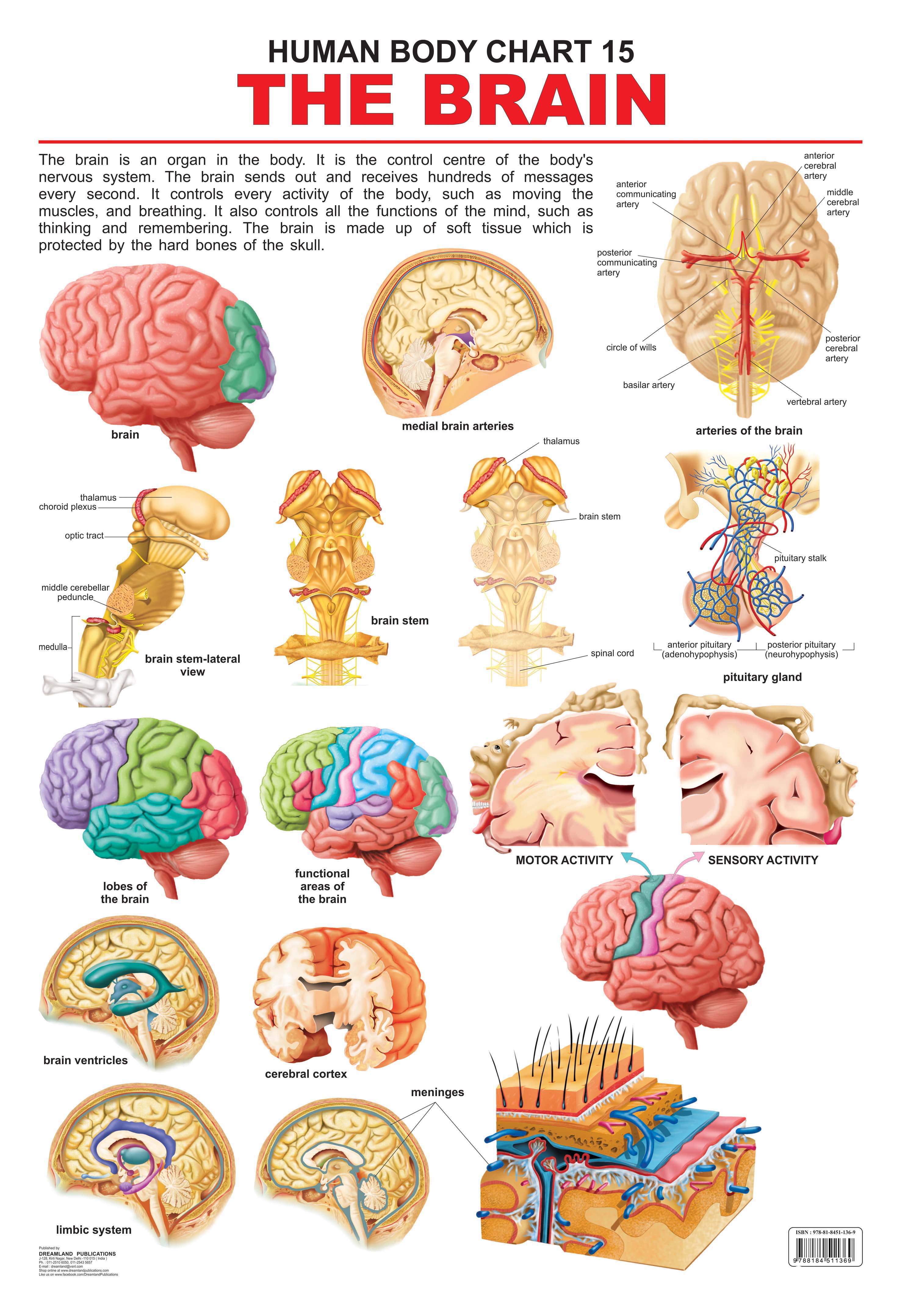 Dreamland Publications Educational Chart for Kids - The Brain | Grocsy