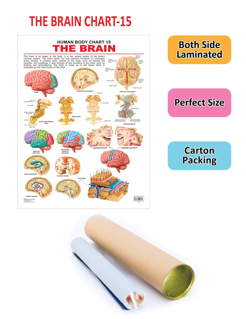 Dreamland Publications Educational Chart for Kids - The Brain | Grocsy