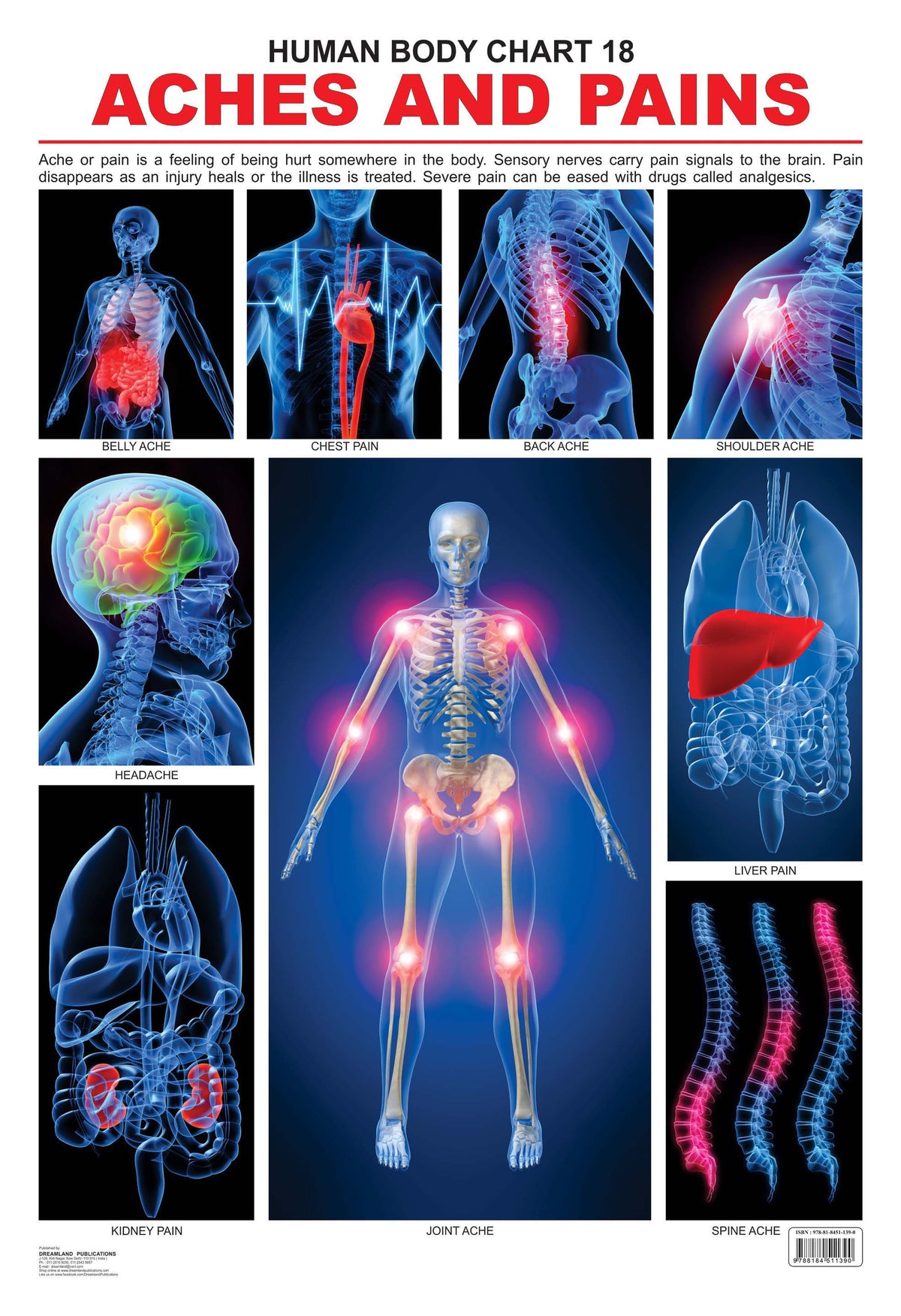 Dreamland Publications Educational Chart for Kids - The Pains | Grocsy