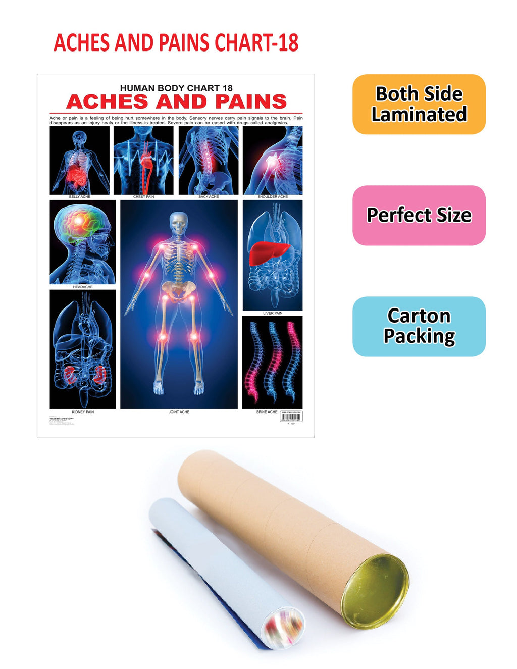 Dreamland Publications Educational Chart for Kids - The Pains | Grocsy