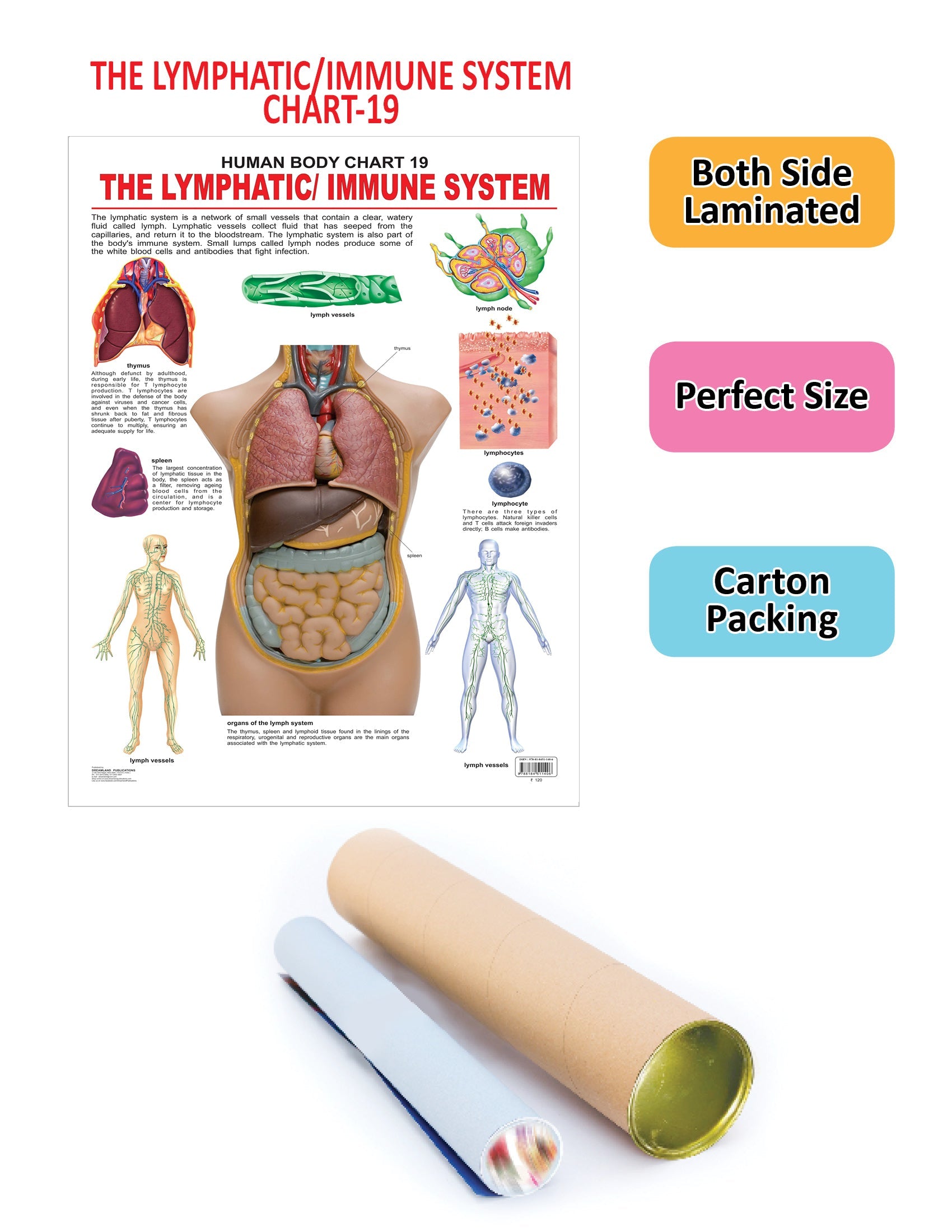 Dreamland Publications Educational Chart for Kids - The Lymphatic/Immune System | Grocsy