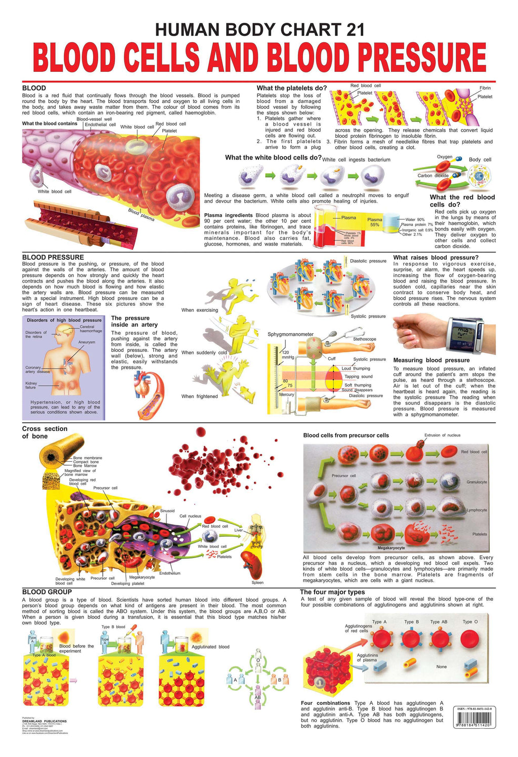 Dreamland Publications Educational Chart for Kids - The Blood Group, Cells & Pressure | Grocsy