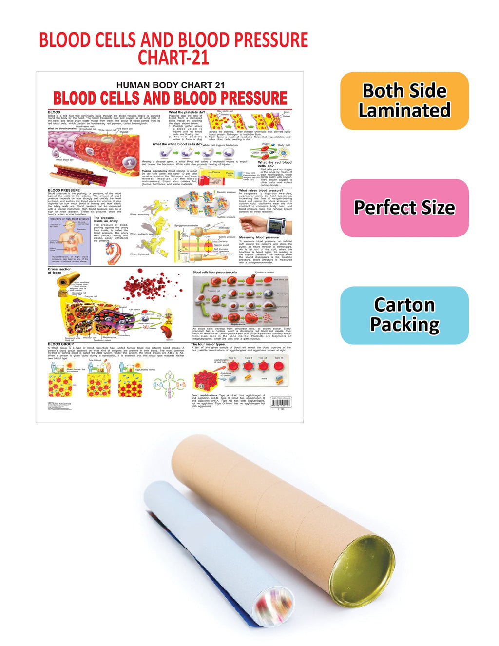 Dreamland Publications Educational Chart for Kids - The Blood Group, Cells & Pressure | Grocsy