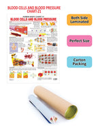 Dreamland Publications Educational Chart for Kids - The Blood Group, Cells & Pressure | Grocsy