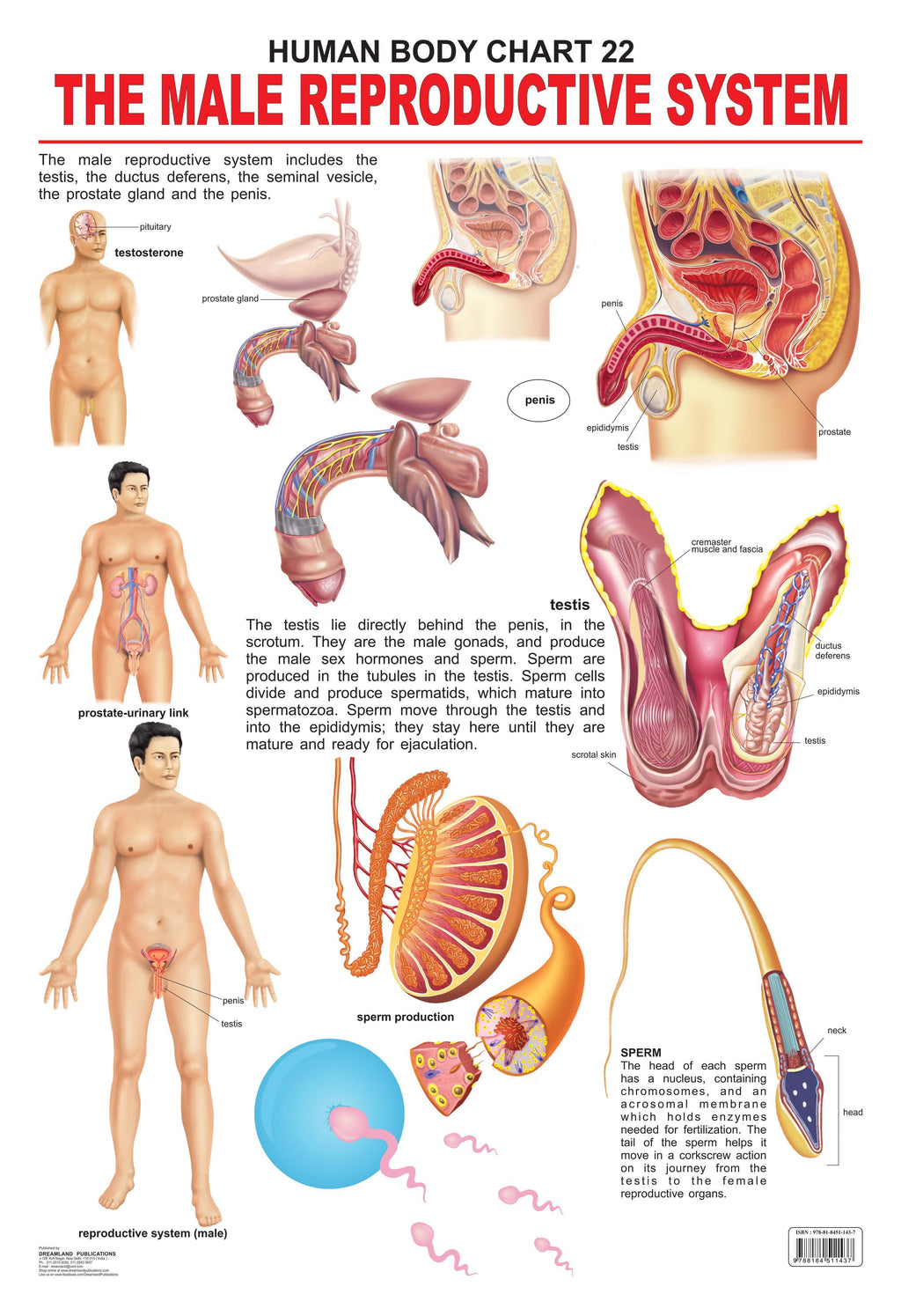 Dreamland Publications Educational Chart for Kids - The Male Reproductive System | Grocsy