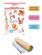 Dreamland Publications Educational Chart for Kids - The Male Reproductive System | Grocsy