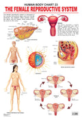 Dreamland Publications Educational Chart for Kids - The Female Reproductive System | Grocsy