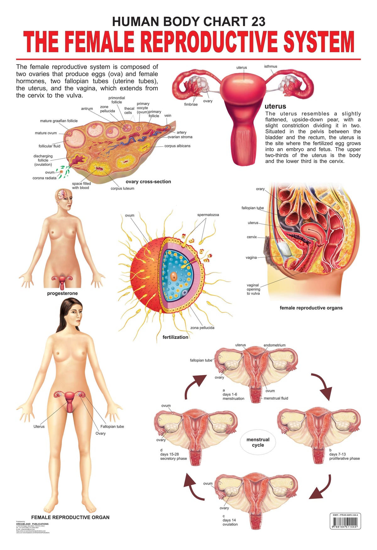 Dreamland Publications Educational Chart for Kids - The Female Reproductive System | Grocsy