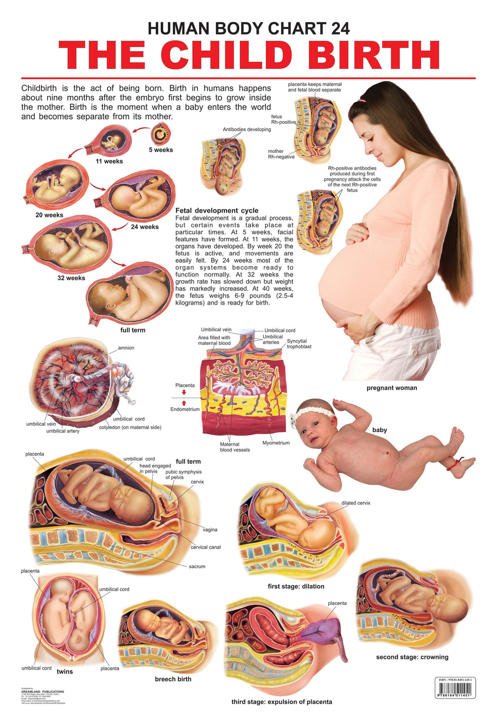 Dreamland Publications Educational Chart for Kids - The Child Birth | Grocsy