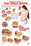 Dreamland Publications Educational Chart for Kids - The Child Birth | Grocsy
