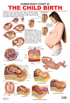 Dreamland Publications Educational Chart for Kids - The Child Birth | Grocsy
