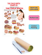 Dreamland Publications Educational Chart for Kids - The Child Birth | Grocsy