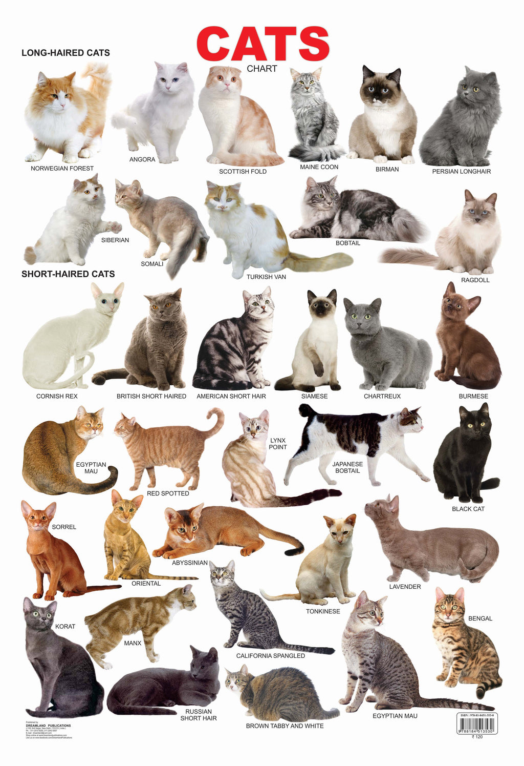 Dreamland Publications Cat Chart : Children Reference Educational Laminated Chart | Grocsy