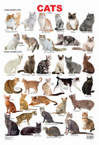 Dreamland Publications Cat Chart : Children Reference Educational Laminated Chart | Grocsy