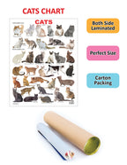 Dreamland Publications Cat Chart : Children Reference Educational Laminated Chart | Grocsy