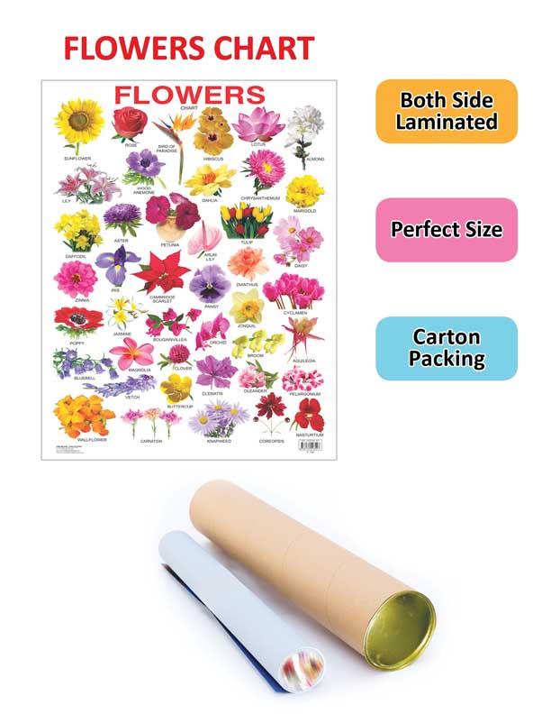 Dreamland Publications Educational Chart for Kids - Flower | Grocsy