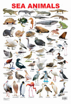 Dreamland Publications Educational Chart for Kids - Sea Animal | Grocsy