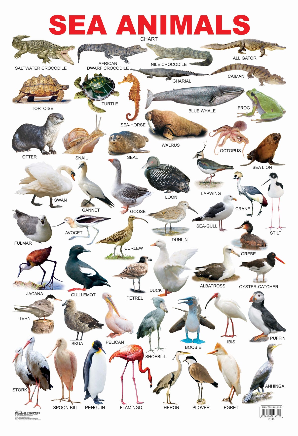 Dreamland Publications Educational Chart for Kids - Sea Animal | Grocsy