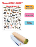 Dreamland Publications Educational Chart for Kids - Sea Animal | Grocsy