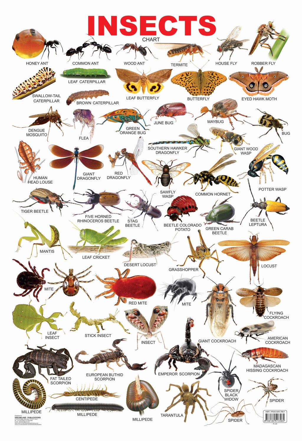 Dreamland Publications Educational Chart for Kids - Insect | Grocsy