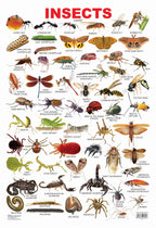 Dreamland Publications Educational Chart for Kids - Insect | Grocsy