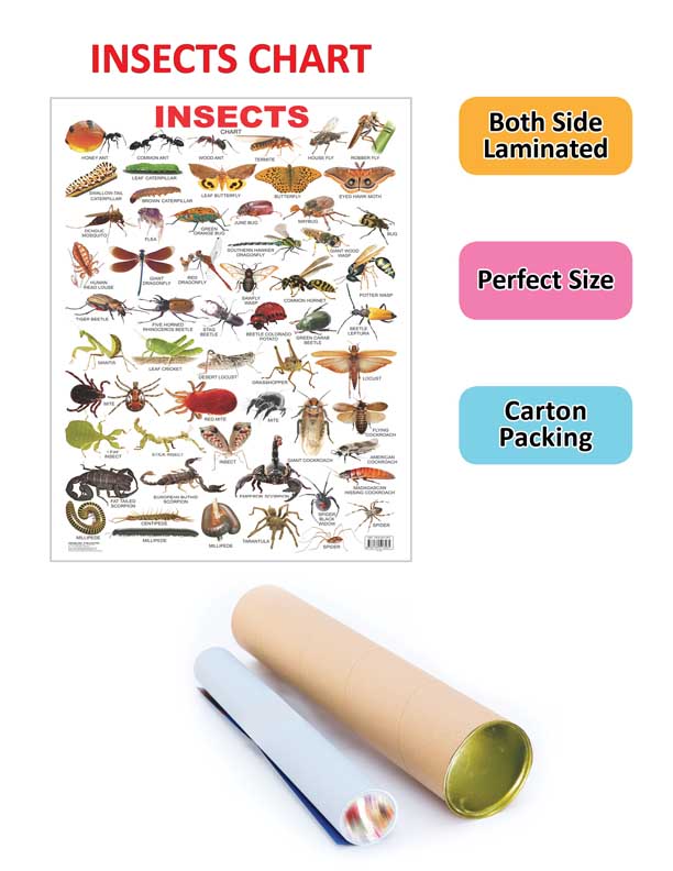 Dreamland Publications Educational Chart for Kids - Insect | Grocsy