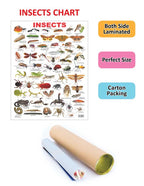 Dreamland Publications Educational Chart for Kids - Insect | Grocsy