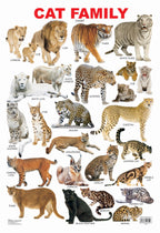 Dreamland Publications Educational Chart for Kids - Cat Family Chart | Grocsy