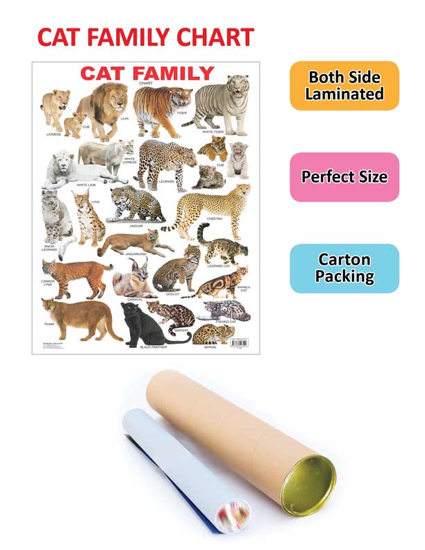 Dreamland Publications Educational Chart for Kids - Cat Family Chart | Grocsy