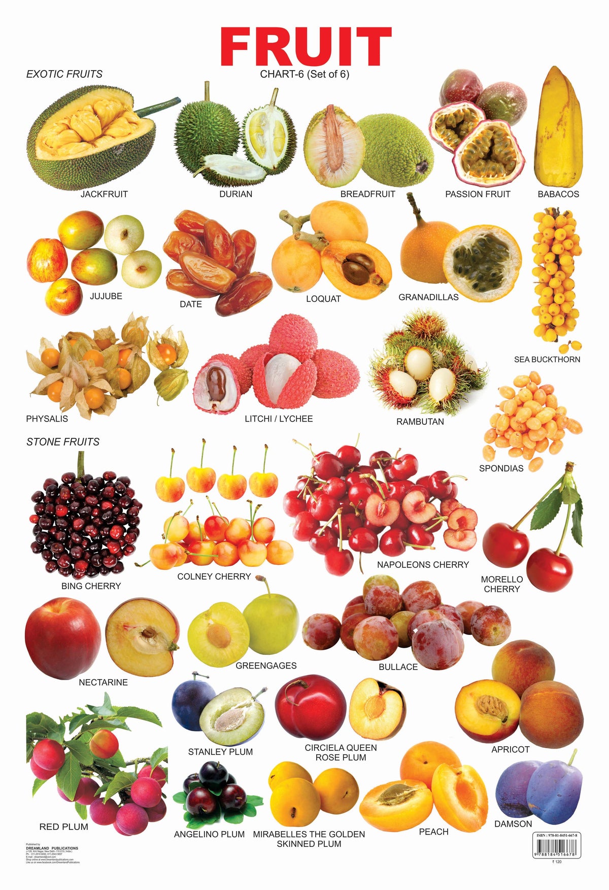 Dreamland Publications Educational Chart for Kids - Fruit Chart - 6 | Grocsy