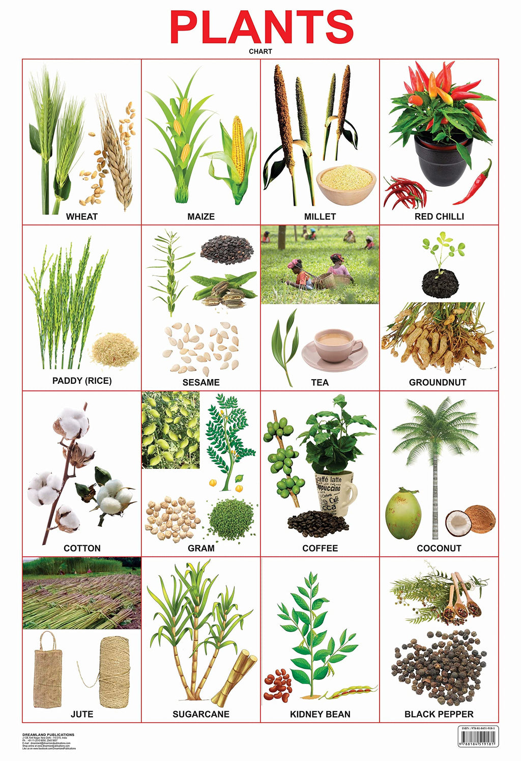 Dreamland Publications Plants Chart : Children Reference Educational Laminated Chart | Grocsy
