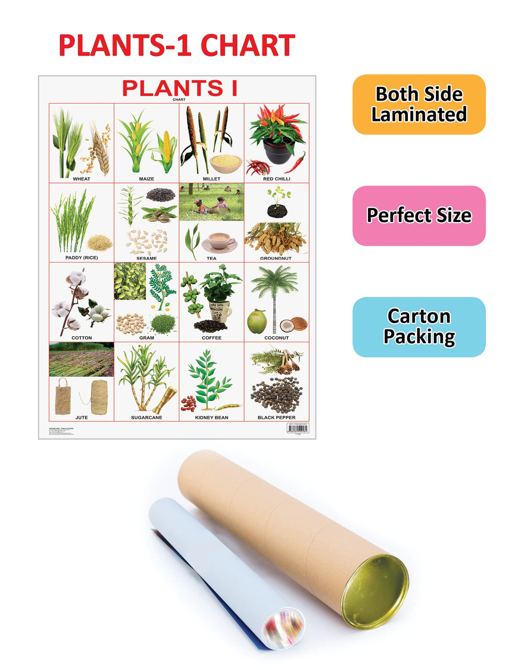 Dreamland Publications Plants Chart : Children Reference Educational Laminated Chart | Grocsy