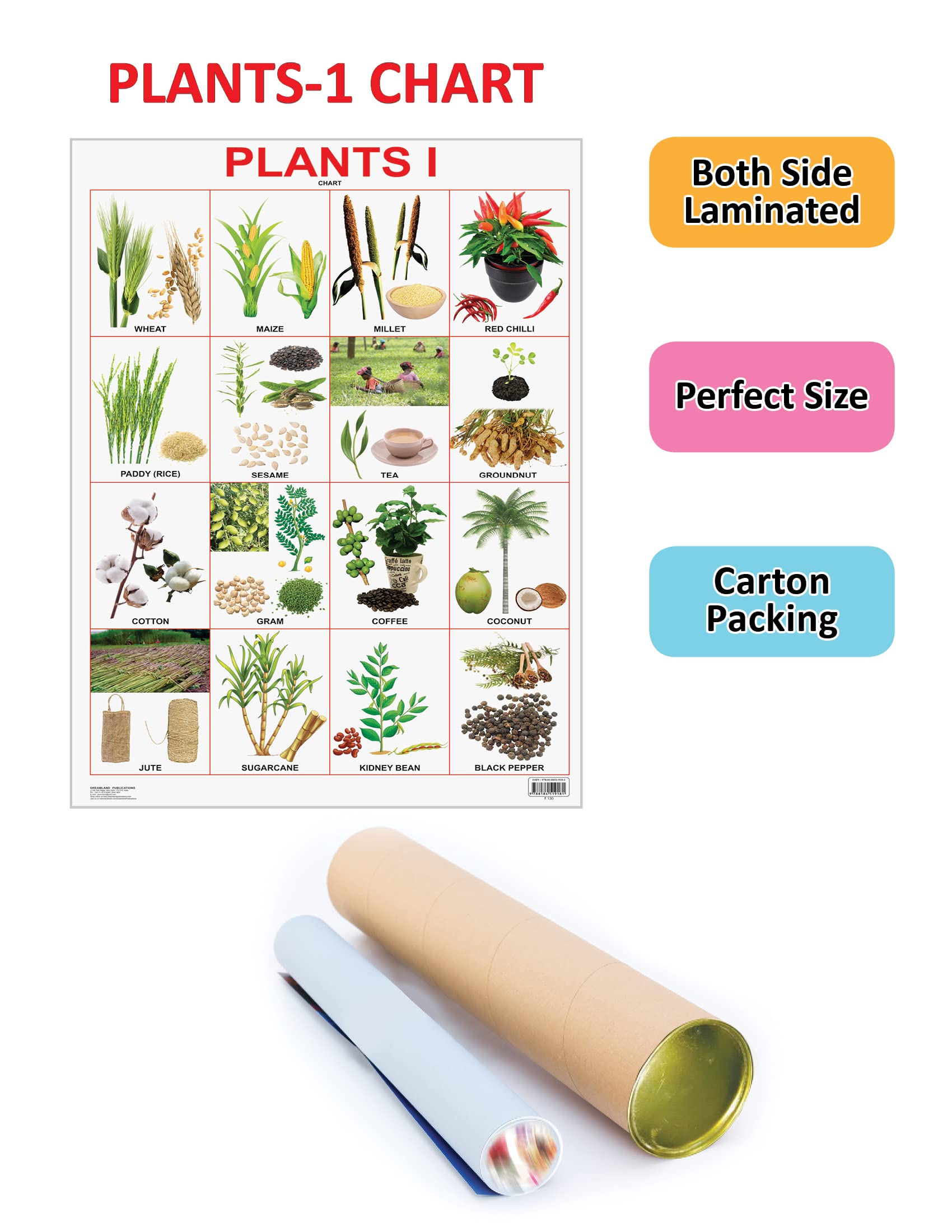 Dreamland Publications Plants Chart : Children Reference Educational Laminated Chart | Grocsy