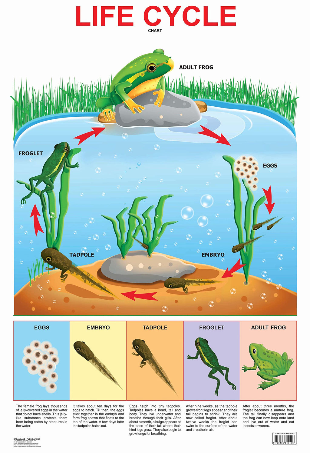Dreamland Publications Educational Chart for Kids - Life Cycle Chart | Grocsy