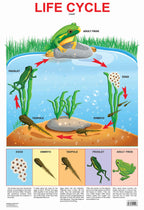Dreamland Publications Educational Chart for Kids - Life Cycle Chart | Grocsy
