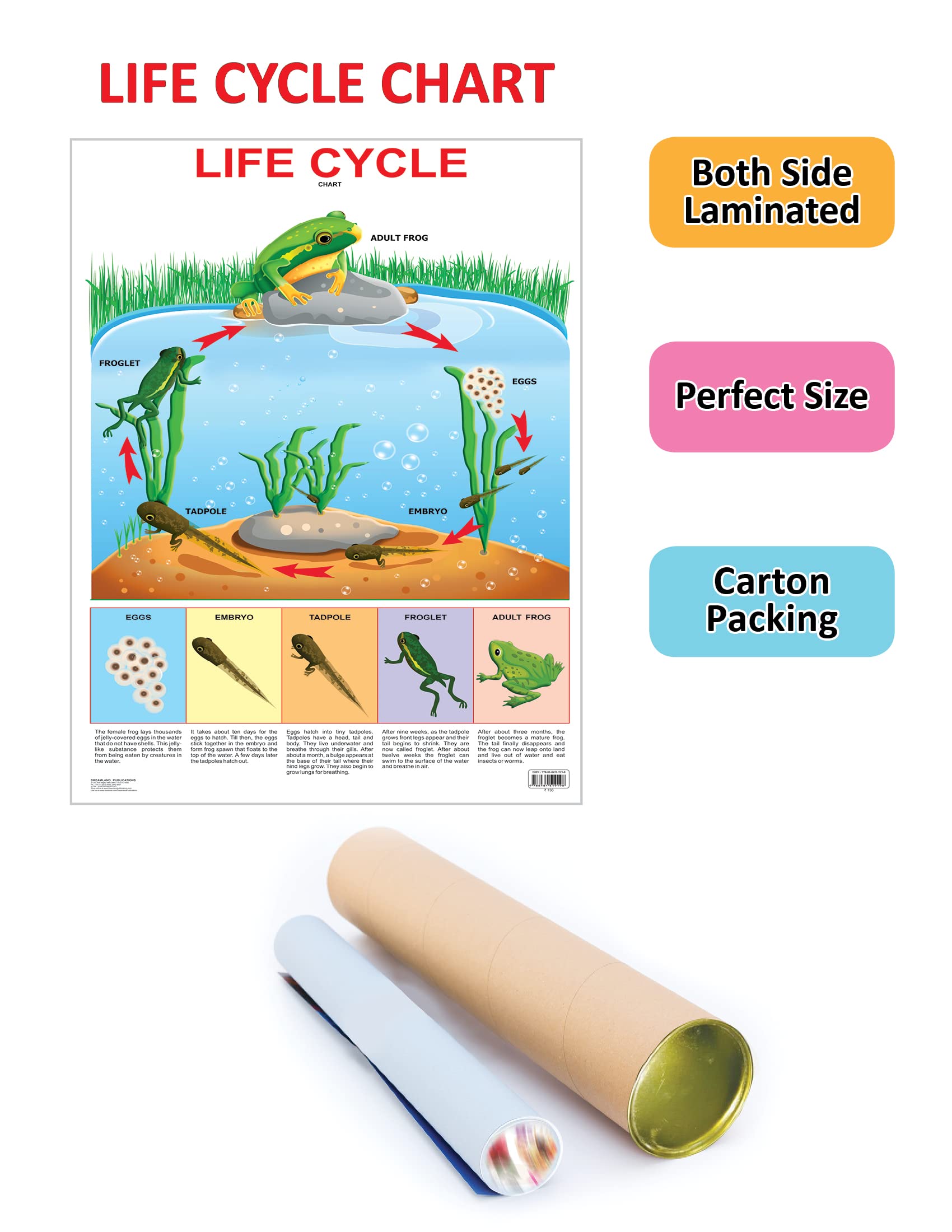 Dreamland Publications Educational Chart for Kids - Life Cycle Chart | Grocsy