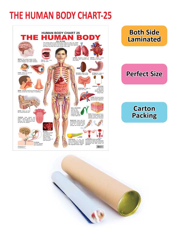 Dreamland Publications Educational Chart for Kids - The Human Body Chart | Grocsy