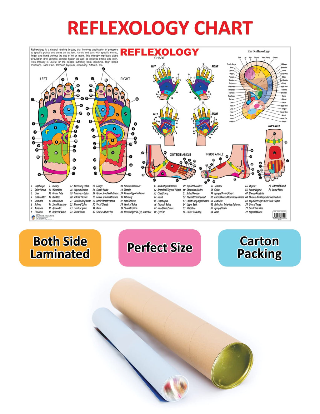 Dreamland Publications Educational Chart for Kids - Reflexology | Grocsy