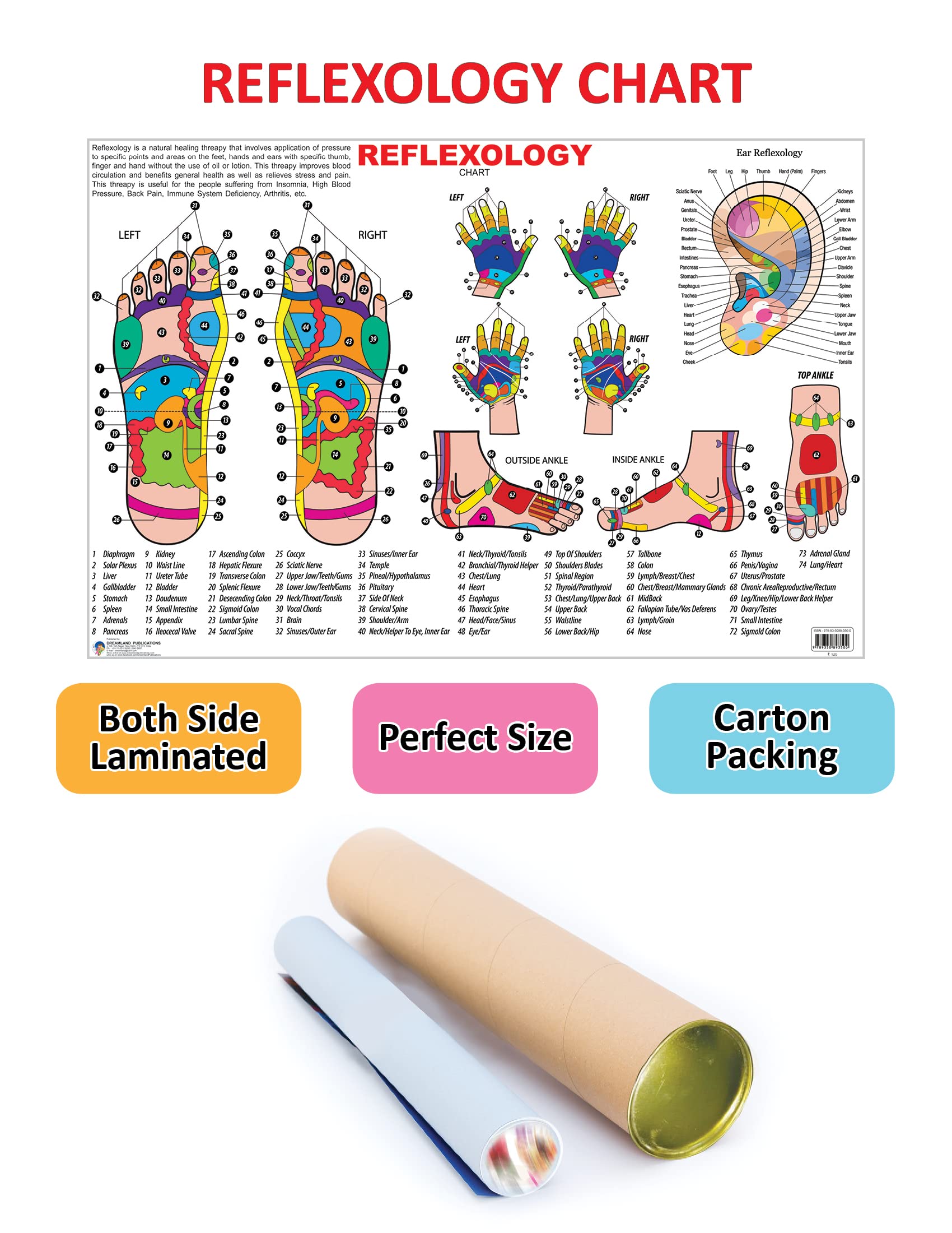 Dreamland Publications Educational Chart for Kids - Reflexology | Grocsy