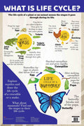What is Life Cycle : Charts - Om Books | Grocsy
