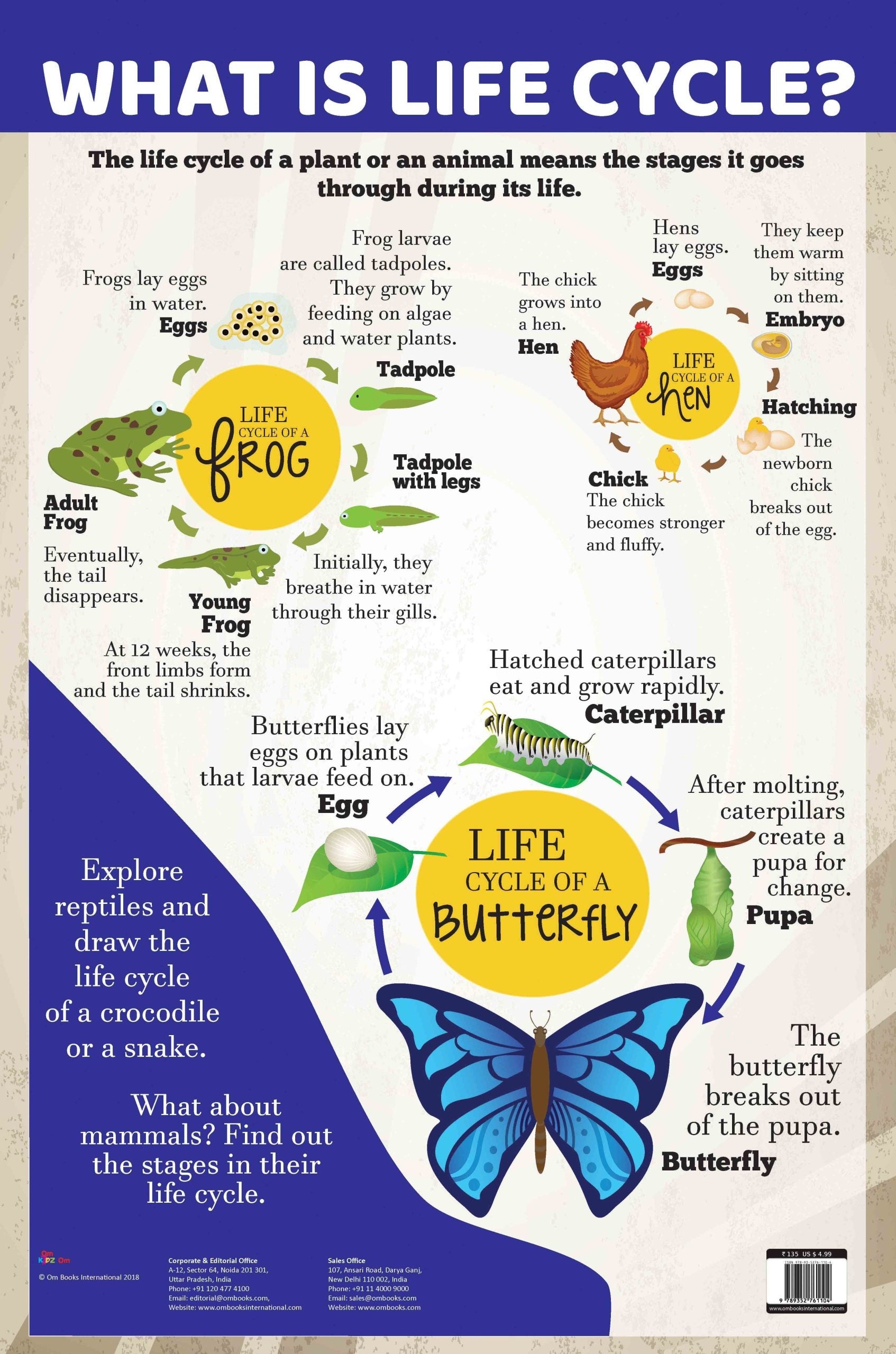 What is Life Cycle : Charts - Om Books | Grocsy