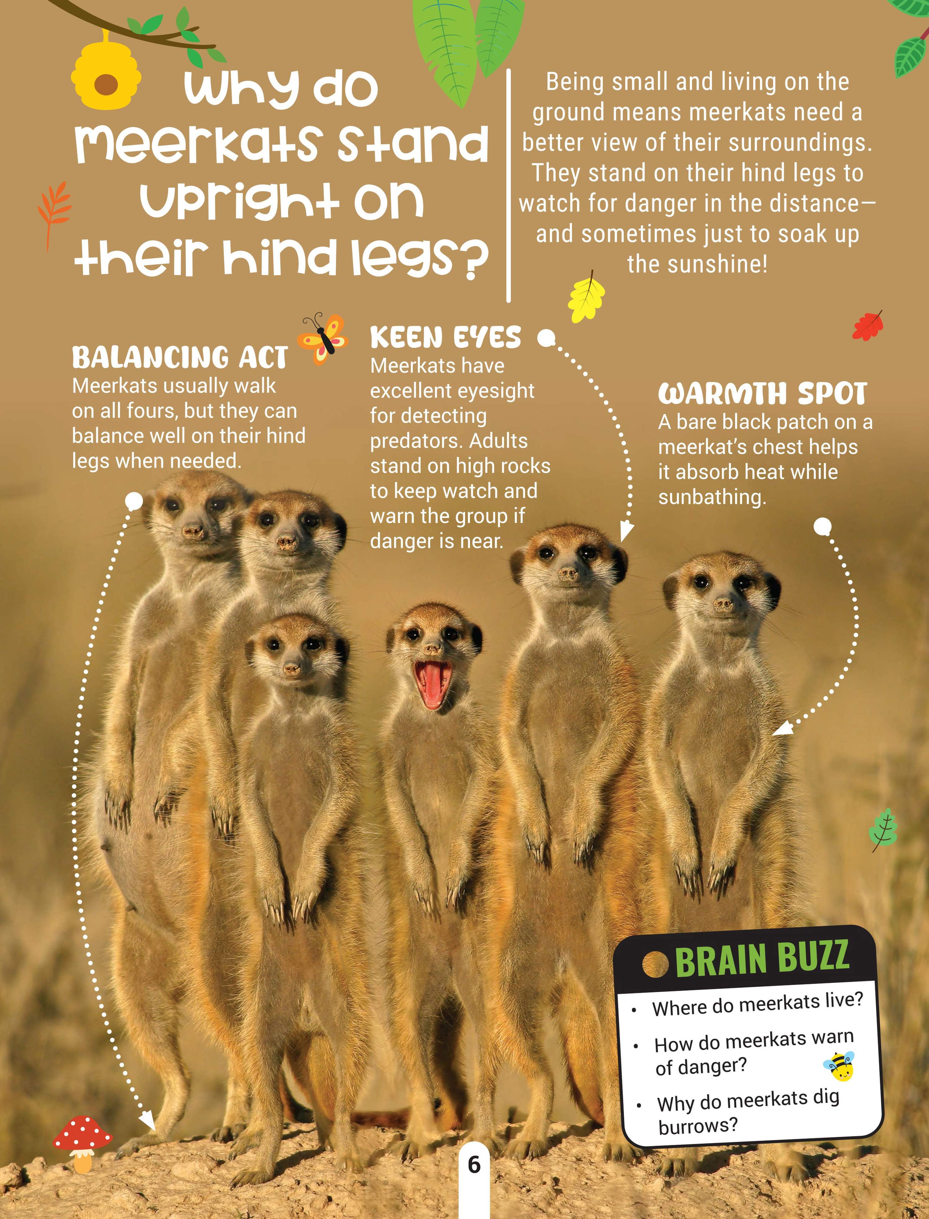 Dreamland Publications Factopedia Wild Wonders: A Fun Fact Book About Wildlife, Nature & Creatures for Kids Age 6+ | Grocsy
