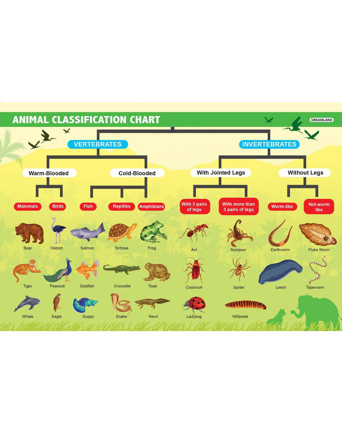 Dreamland Publications Everyday Wonders: Biology for Kids Age 6+ – Fun Facts and Exciting Activities About Living Things | Grocsy